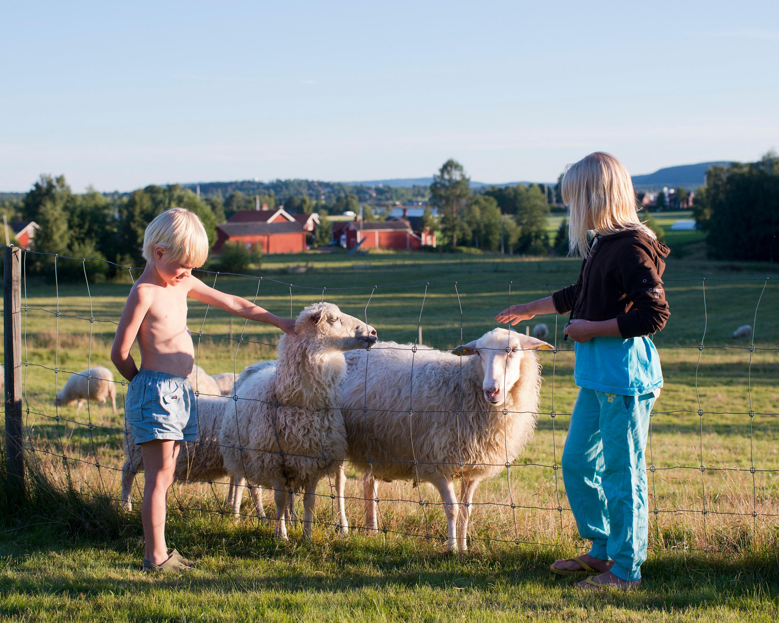 дети на ферме наблюдают за овцами